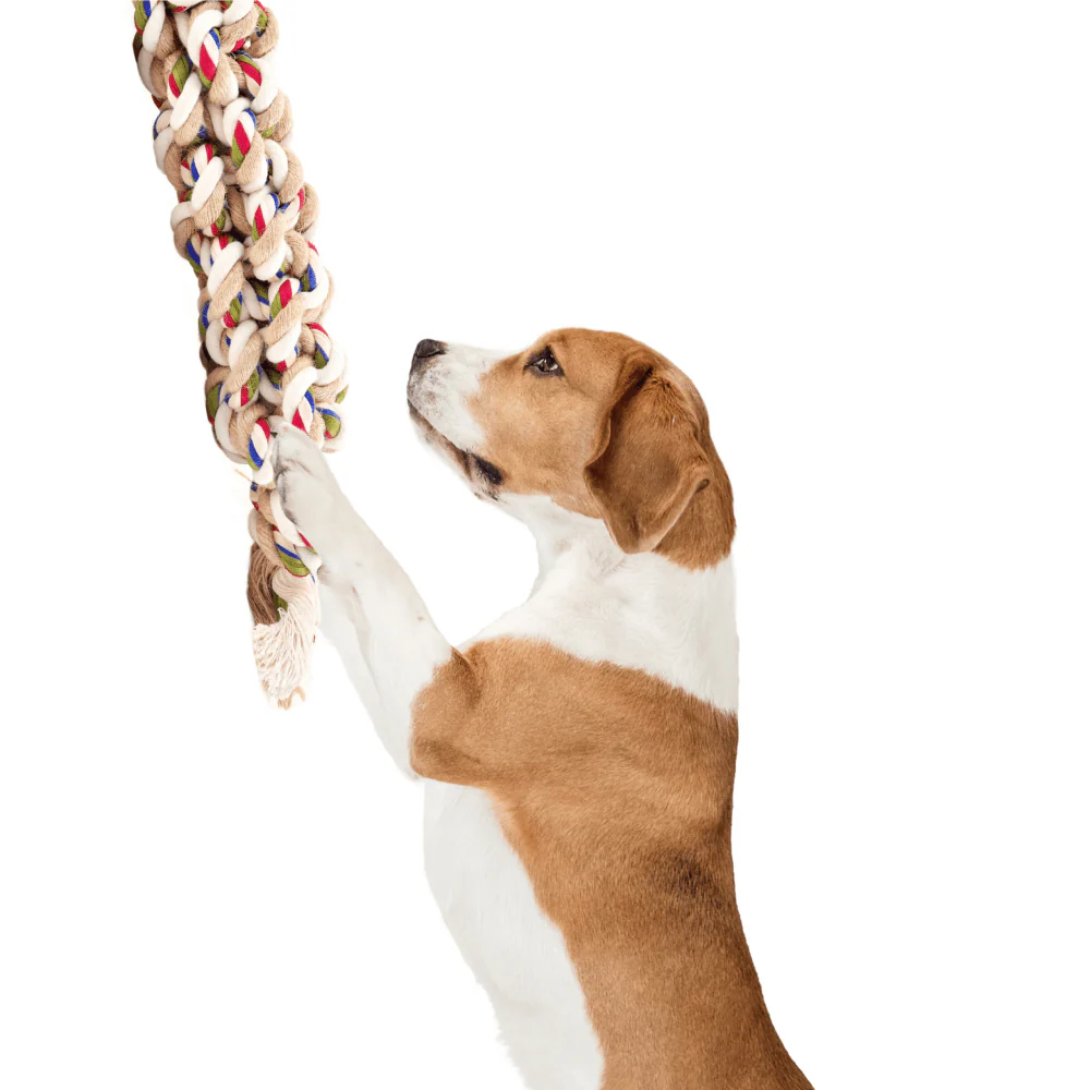 Barkbutler x Fofos Flossy Rope Toy Braided for Dogs - Image 5