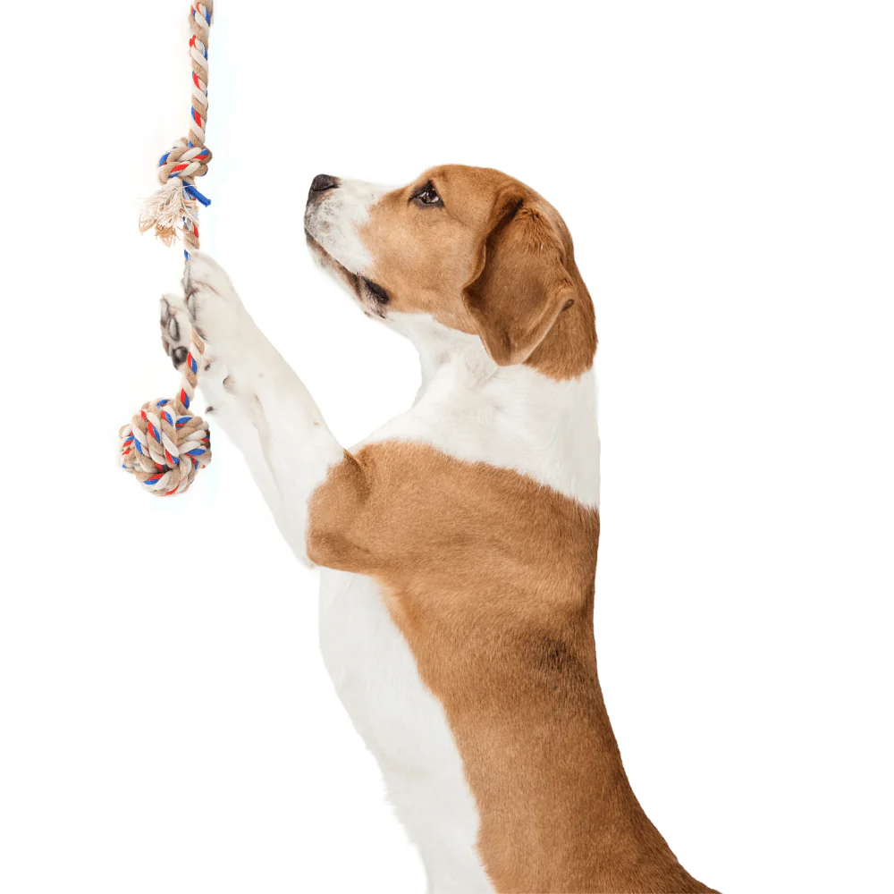 Barkbutler x Fofos Flossy Rope Toy with Ball for Dogs - Image 7