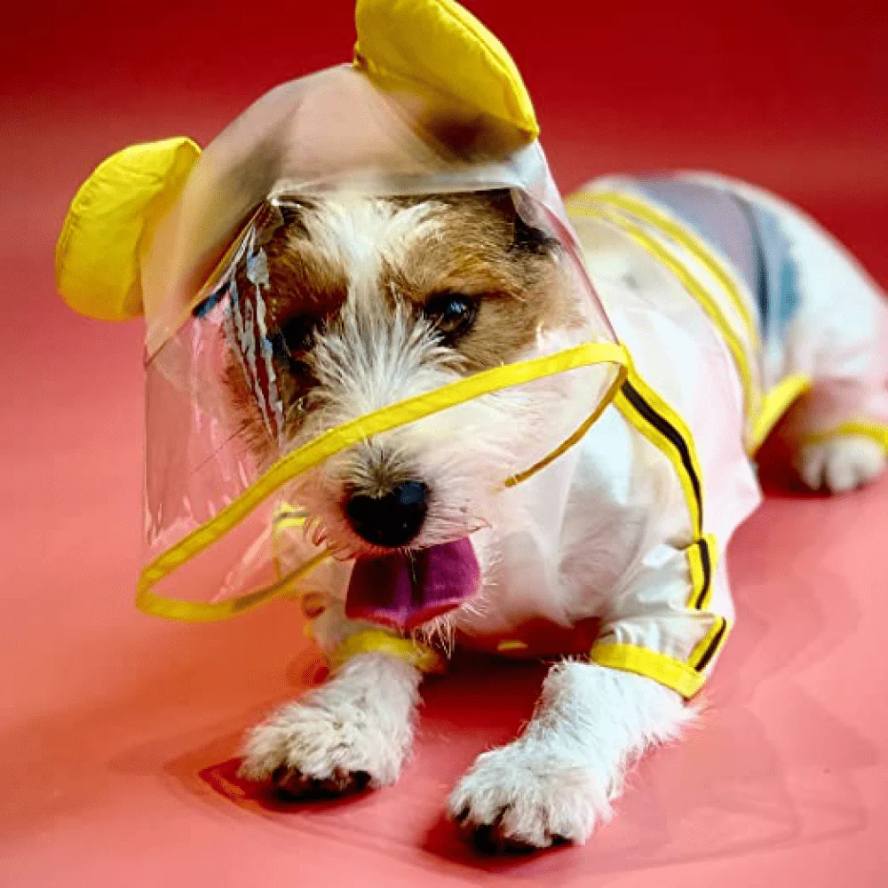 Barkbutler x Fofos Four Leg Yellow Raincoat for Dogs (Button Up Style) - Image 6