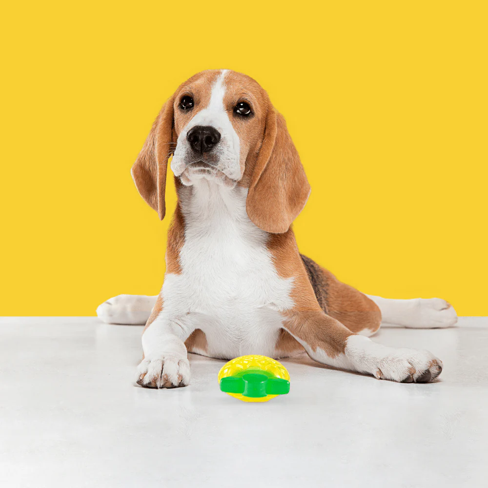 Barkbutler x Fofos Jelly Pineapple Squeaky Chew Toy for Dogs - Image 6