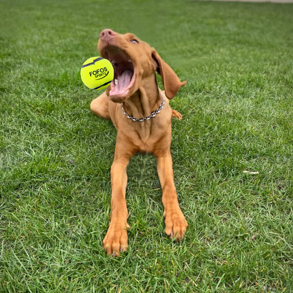 Barkbutler x Fofos Sports Fetch Ball for Dogs - Image 8