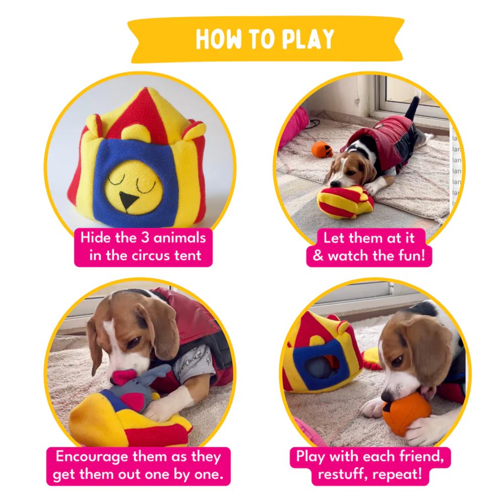 For The Love Of Dog Hide and Seek Squeaky Circus Toy for Dogs - Image 5