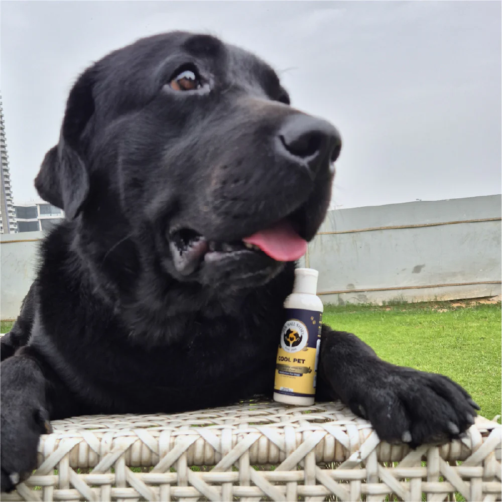 FurBall Story Cool Pet Sunscreen and Moisturizer for Dogs and Cats - Image 8