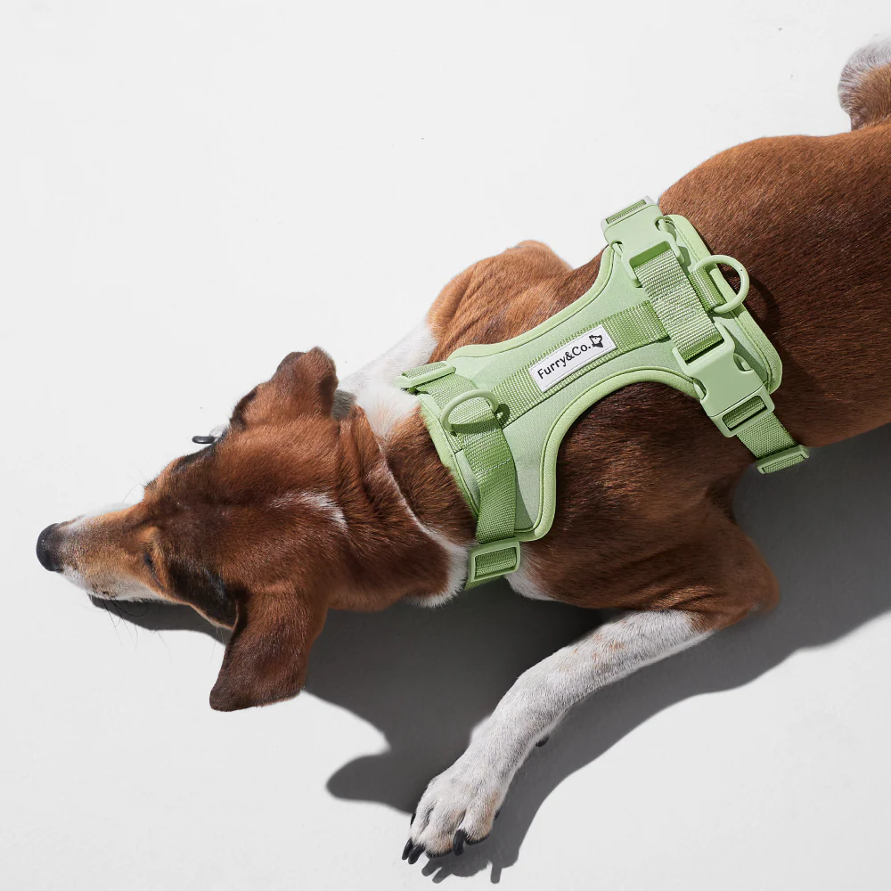 Furry & Co Bold Harness for Dogs (Matcha Latte) - Image 3