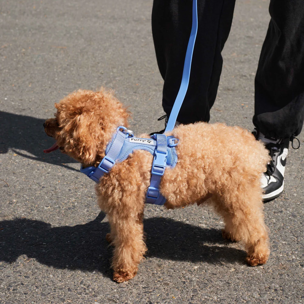 Furry & Co Bold Harness for Dogs (Everest Blue) - Image 7