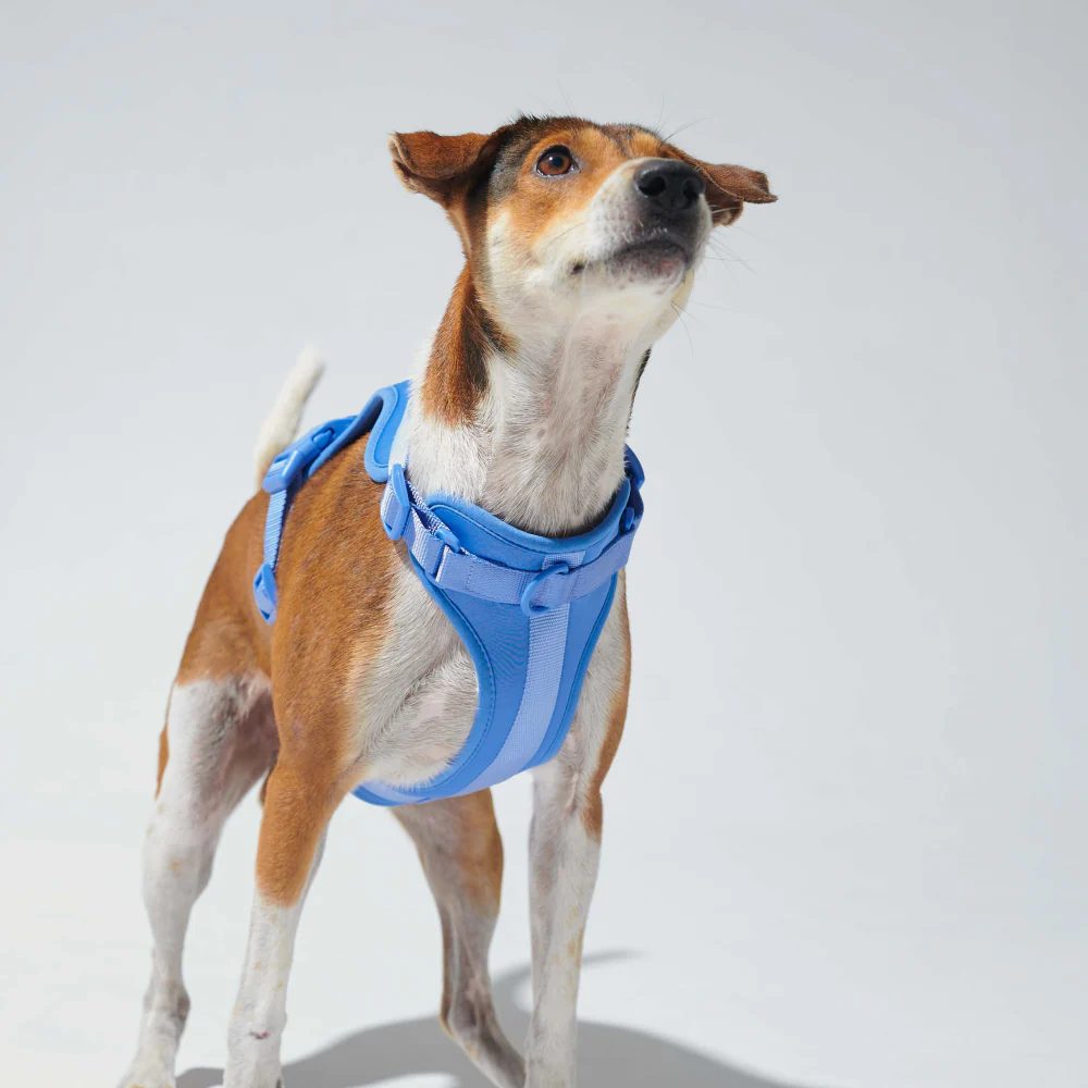 Furry & Co Bold Harness for Dogs (Everest Blue) - Image 8