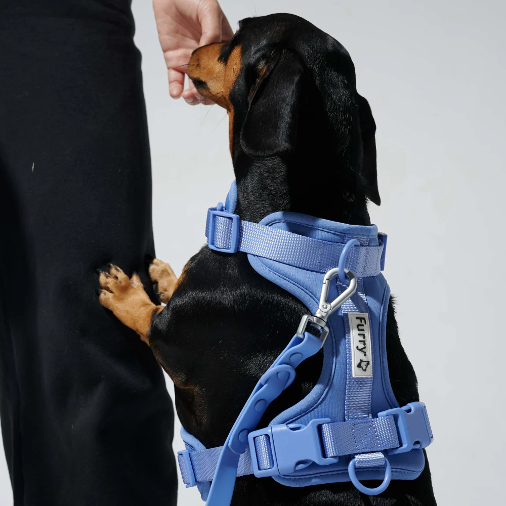 Furry & Co Bold Harness for Dogs (Everest Blue) - Image 9