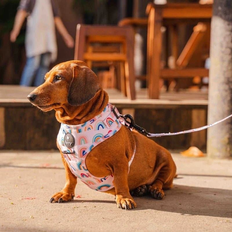 Furry & Co Raining Rainbow No Pull Harness for Dogs - Image 6