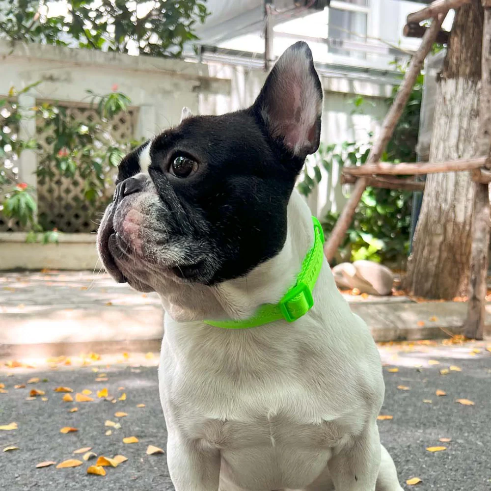 Furry & Co Ultra Harness, Leash and Collar for Dogs Combo (Limelight) - L - Image 12