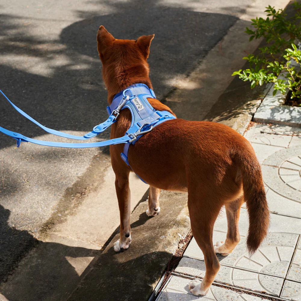 Furry & Co Weatherproof Collar and Leash for Dogs Combo (Everest Blue) - M - Image 13