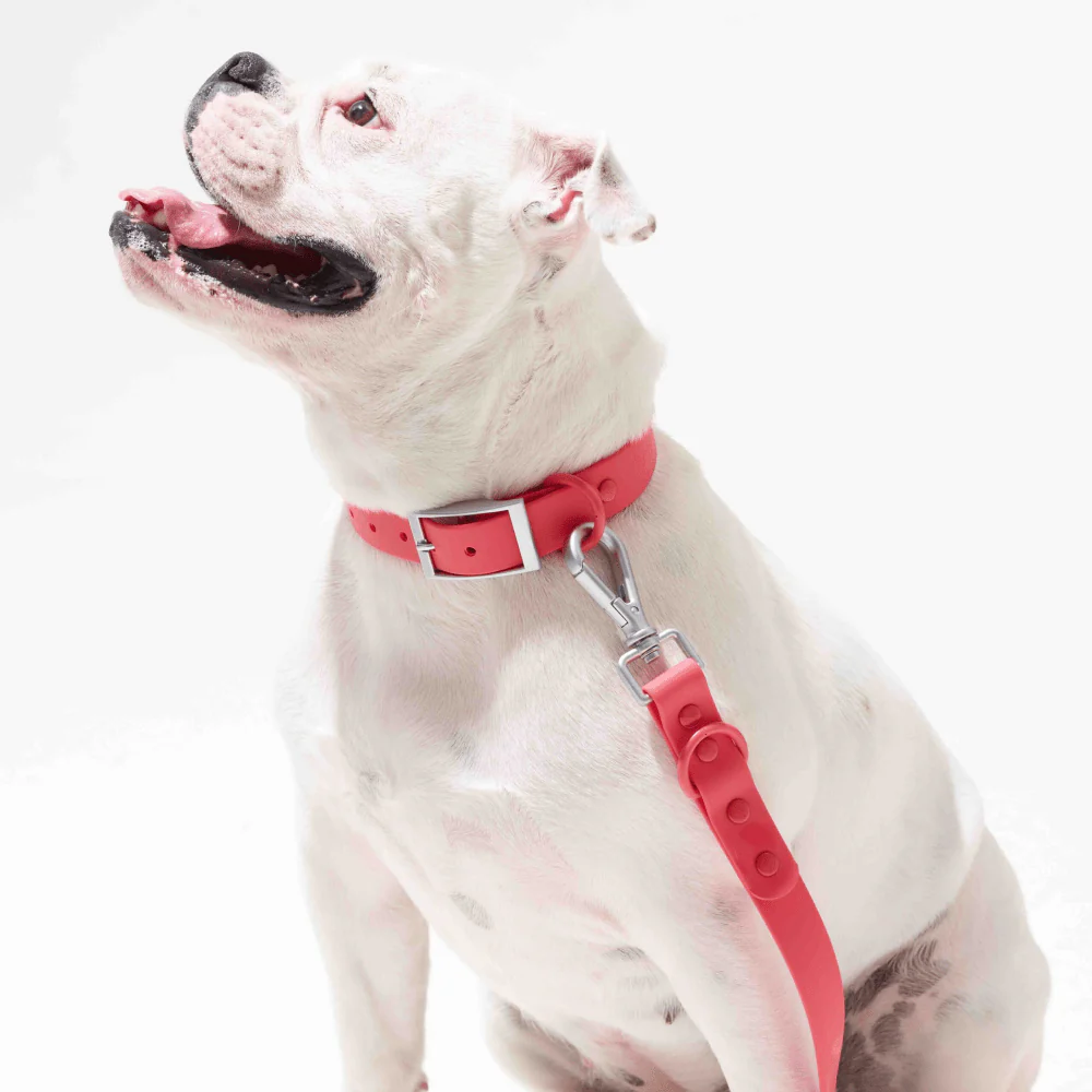 Furry & Co Weatherproof Collar for Dogs (Coral Red) - Image 4