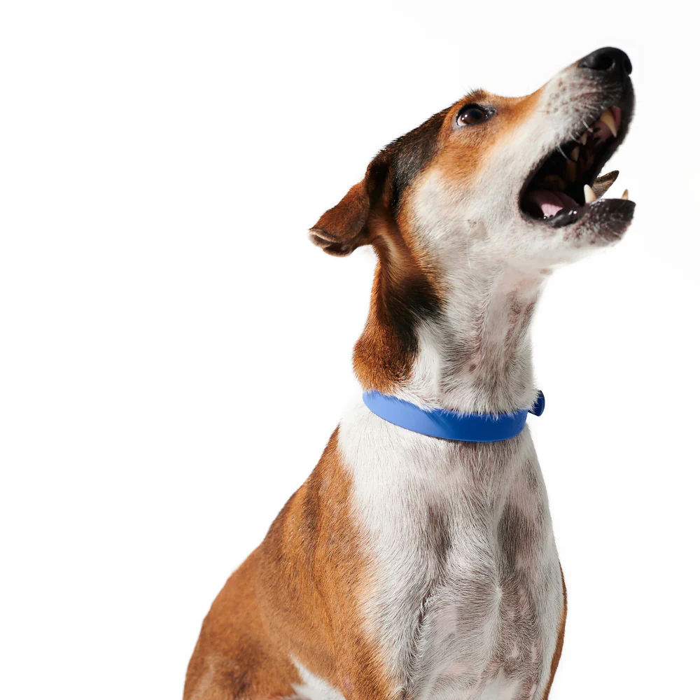 Furry & Co Weatherproof Collar for Dogs (Everest Blue) - Image 3
