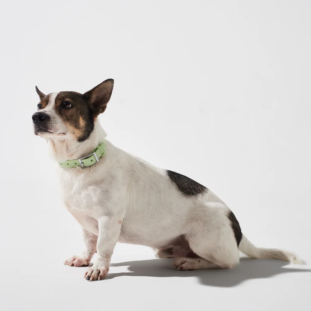 Furry & Co Weatherproof Collar for Dogs (Matcha Latte) - Image 3