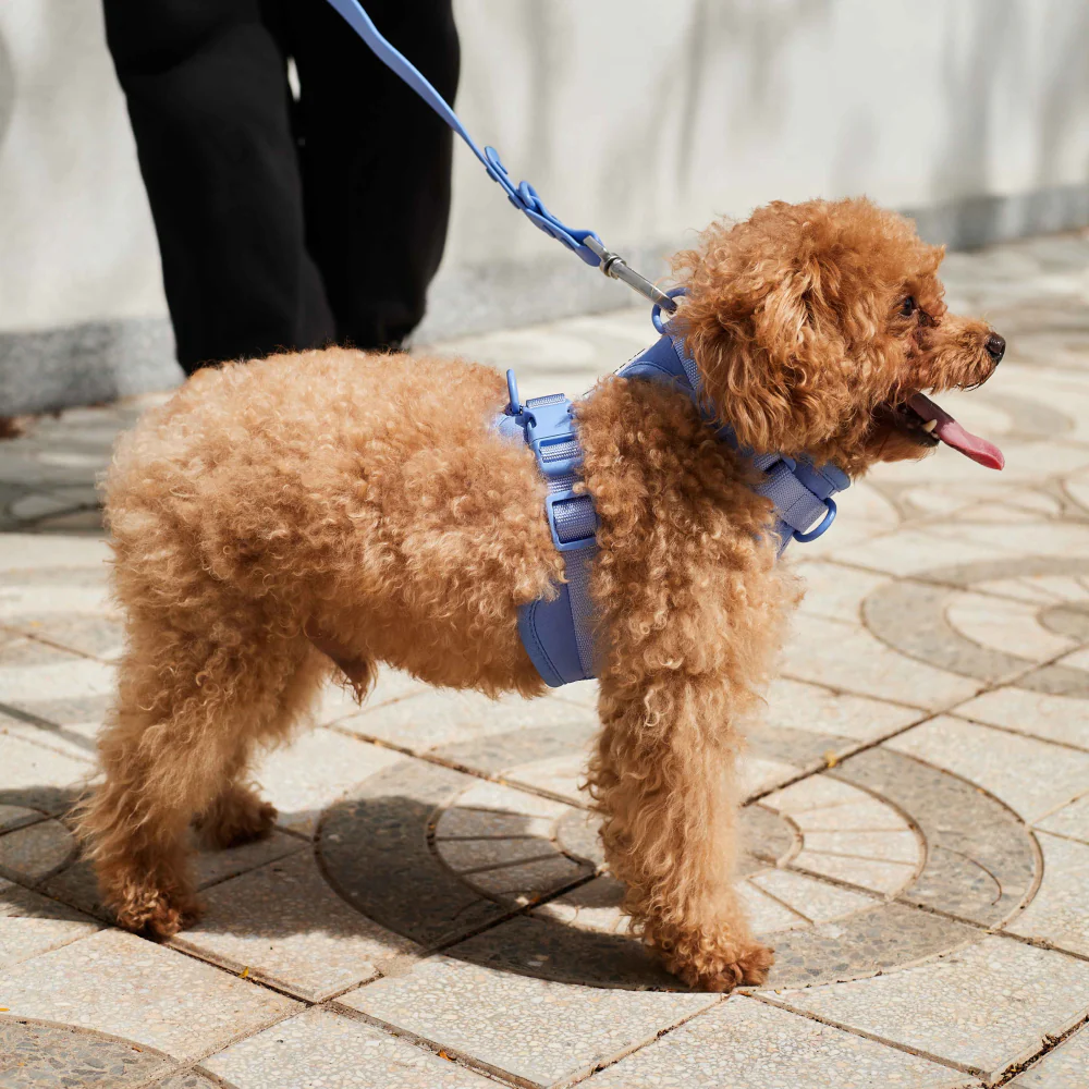 Furry & Co Weatherproof Leash for Dogs (Everest Blue) - Image 13