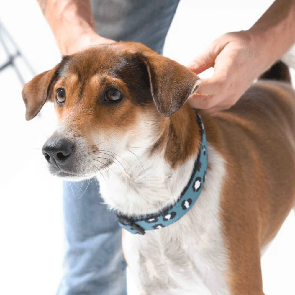Furry & Co Wild One Comfort Collar for Dogs - Image 5