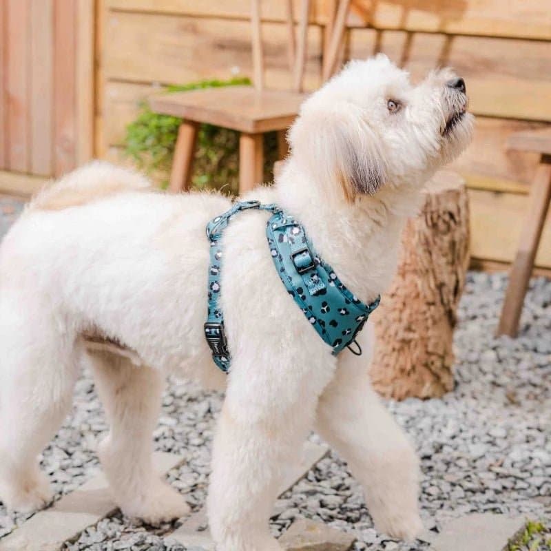 Furry & Co Wild One No Pull Harness for Dogs - Image 10