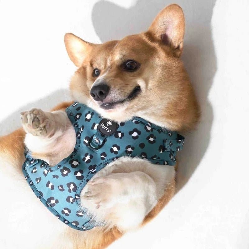 Furry & Co Wild One No Pull Harness for Dogs - Image 8