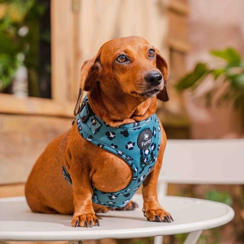 Furry & Co Wild One No Pull Harness for Dogs - Image 9