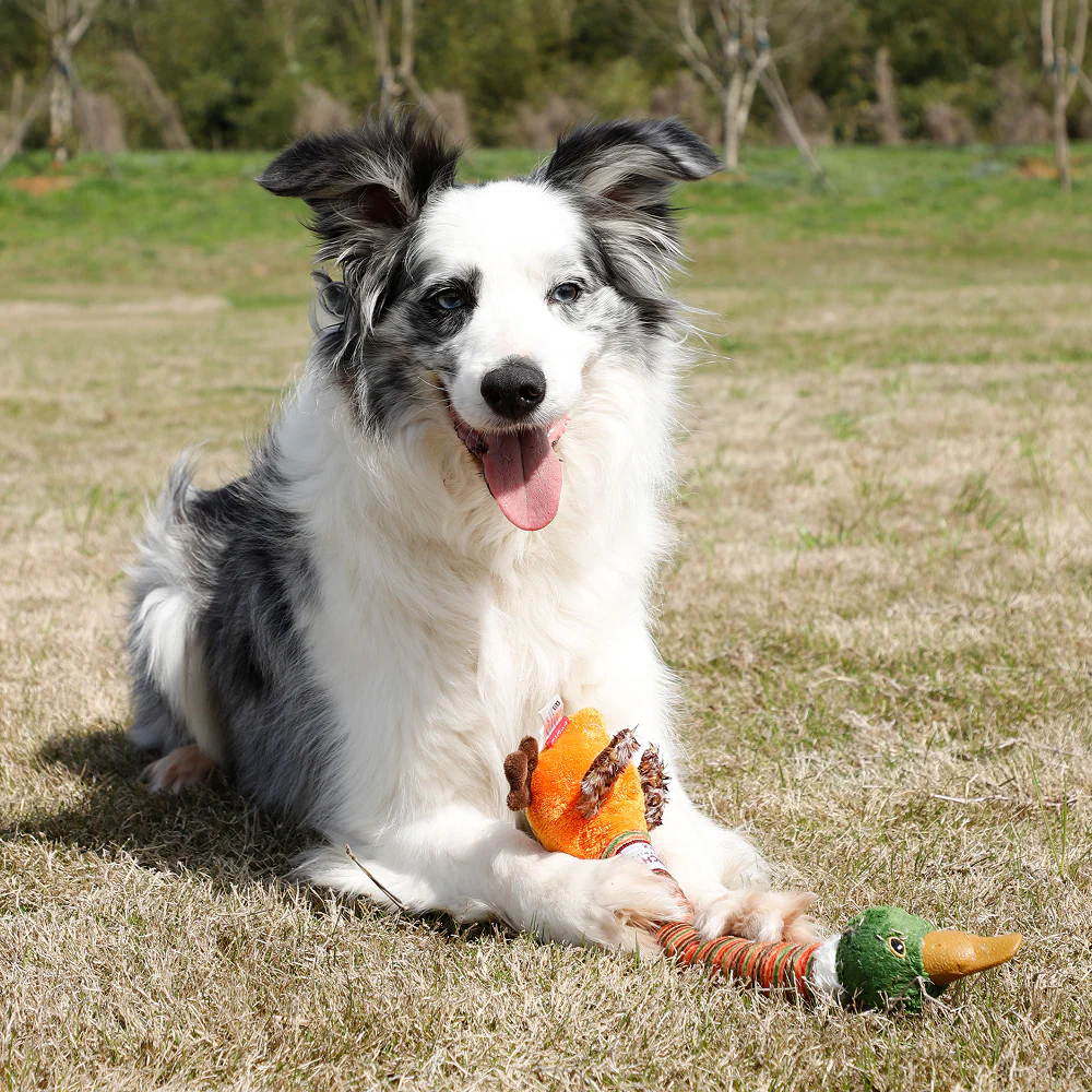 GiGwi Crunchy Neck Duck Toy for Dogs (Orange) - Image 12