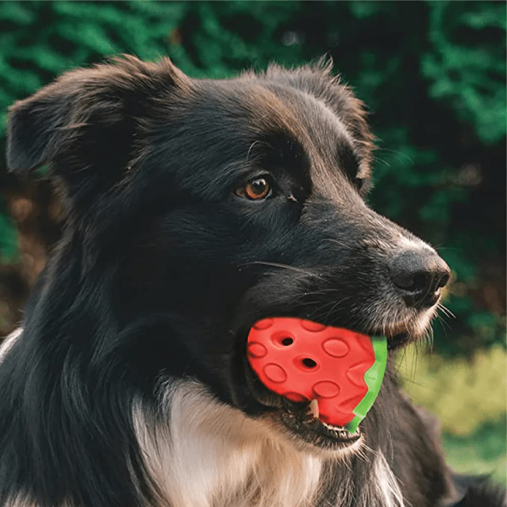 Goofy Tails Dumbbell Treat Dispensing Interactive Toys and Strawberry shaped Natural Rubber Chew Toy for Dogs Combo - Image 10