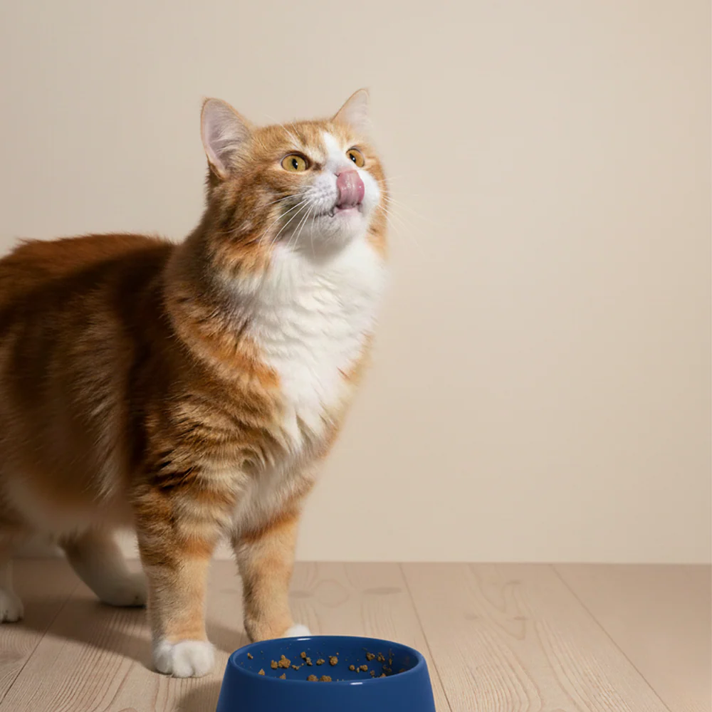 Goofy Tails Mackerel & Chicken Cat Meals - Image 14