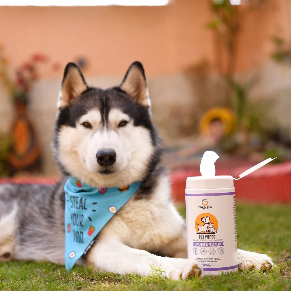 Goofy Tails Wipes for Dogs and Cats - Image 7