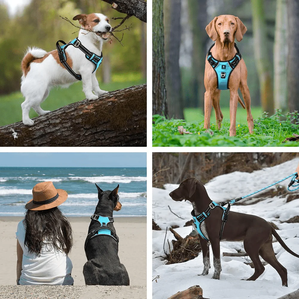 Hank 3M Reflective Harness for Puller Dogs (Cyan Blue) - Image 3