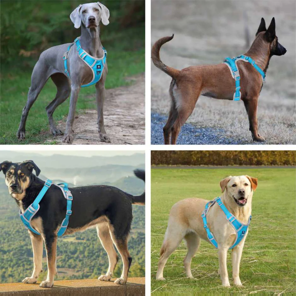 Hank 3M Reflective Harness for Puller Dogs (Grey/Cyan Blue) - Image 6