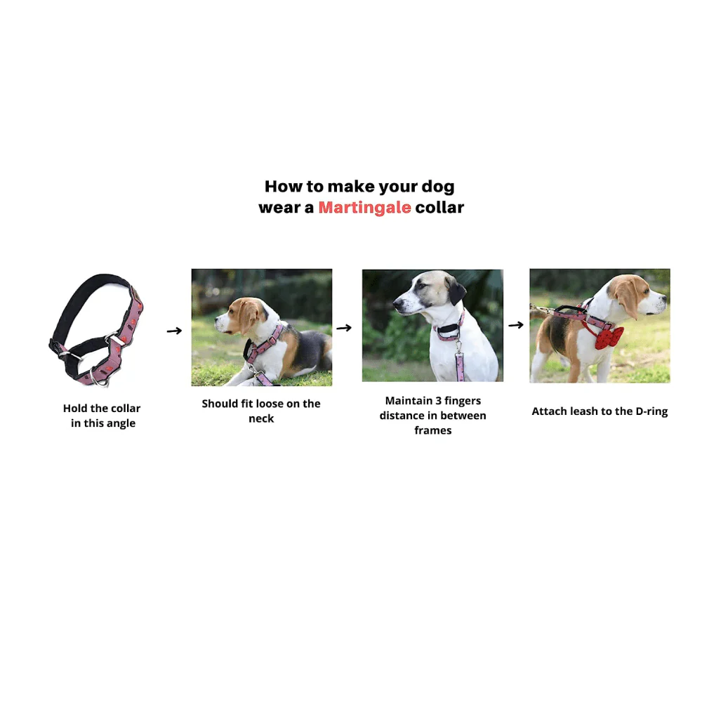 Harry Potter Welcome To Hogwarts Martingale Collar for Dogs - Image 6