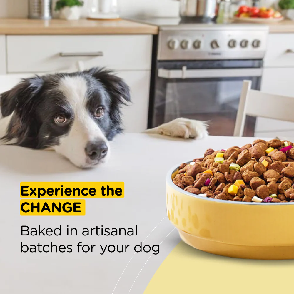 Henlo Baked Adult Dry Food and Gnawlers Oat Bone Dog Treats Combo - Image 3