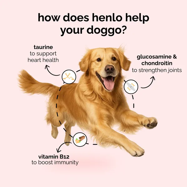 Henlo Baked Chicken Adult and Puppy Dog Dry Food | 100% Human Grade Ingredients - Image 5