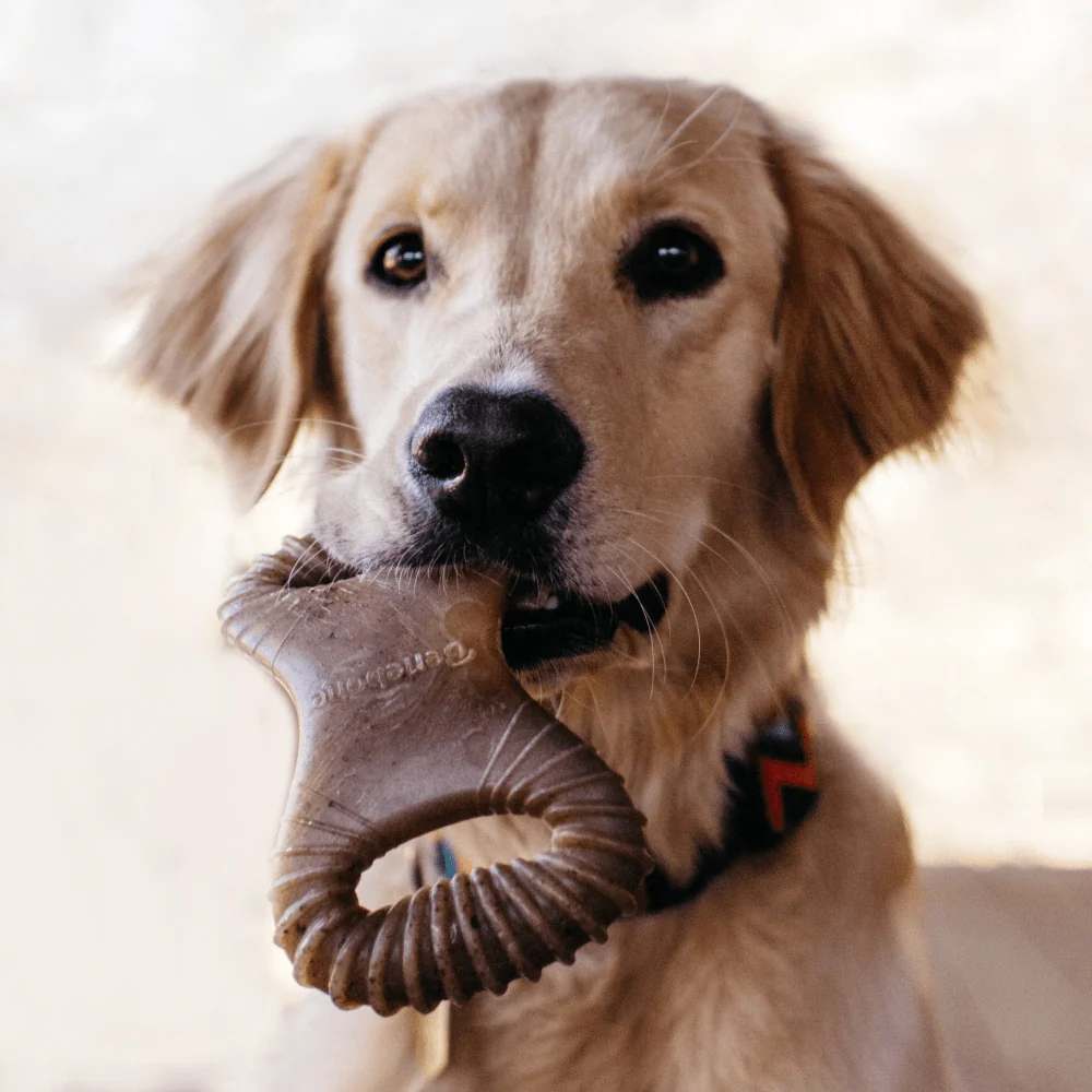 Himalaya Chicken Healthy Adult Treats and Benebone Bacon Flavored Dental Chew Toy for Dogs Combo - Image 13