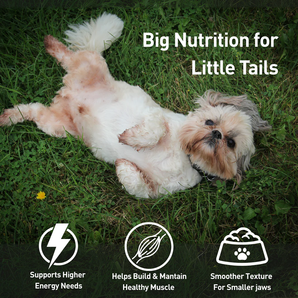 Homiee & Ginger Grain Free Mini Meals Fish Feista Fresh Food for Dogs - Image 6