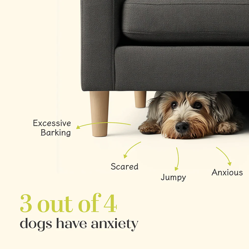 Hope Chicken Flavoured Calming Supplement for Dogs - Image 3