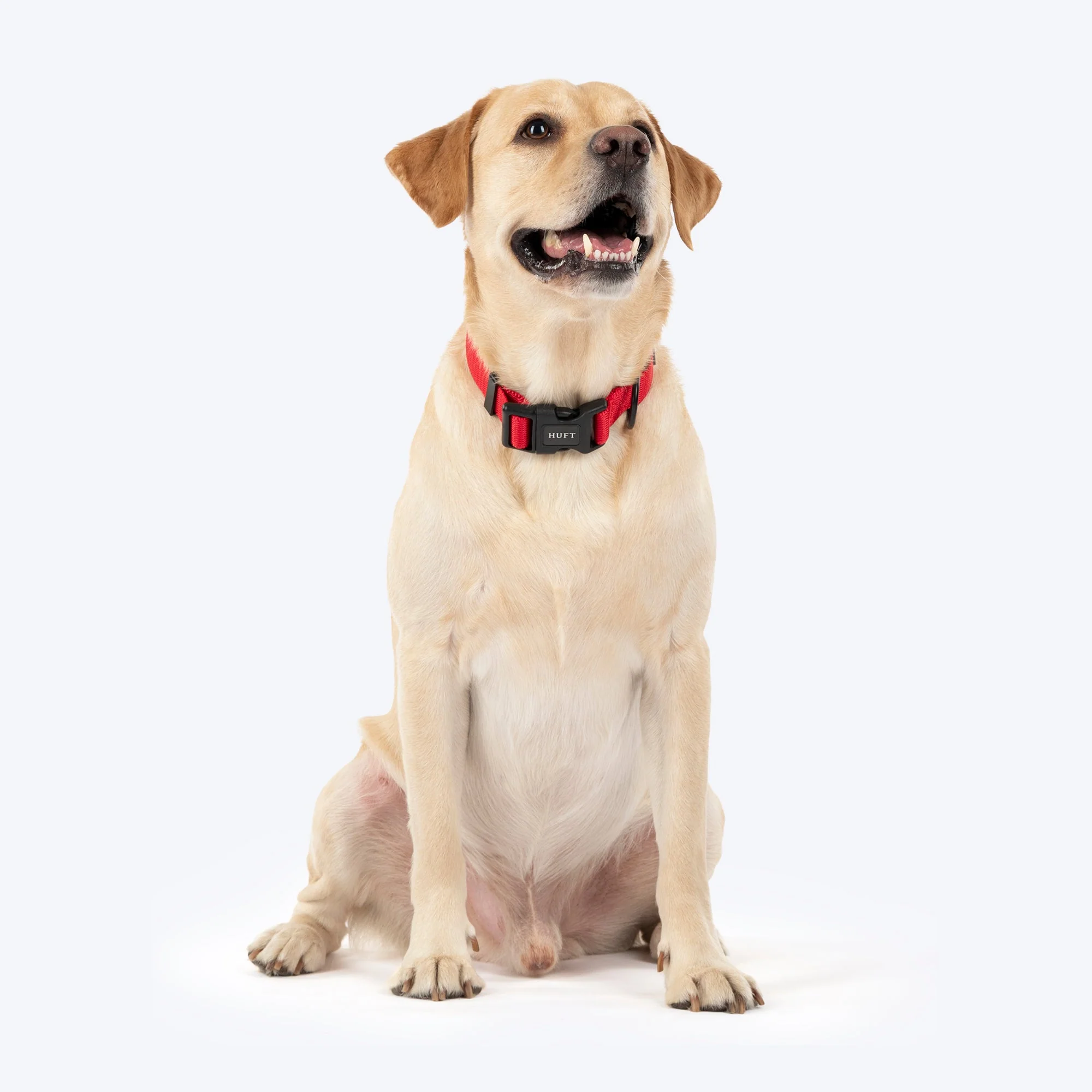 HUFT Classic D Ring Collar for Dogs (Cherry Red) - Image 5