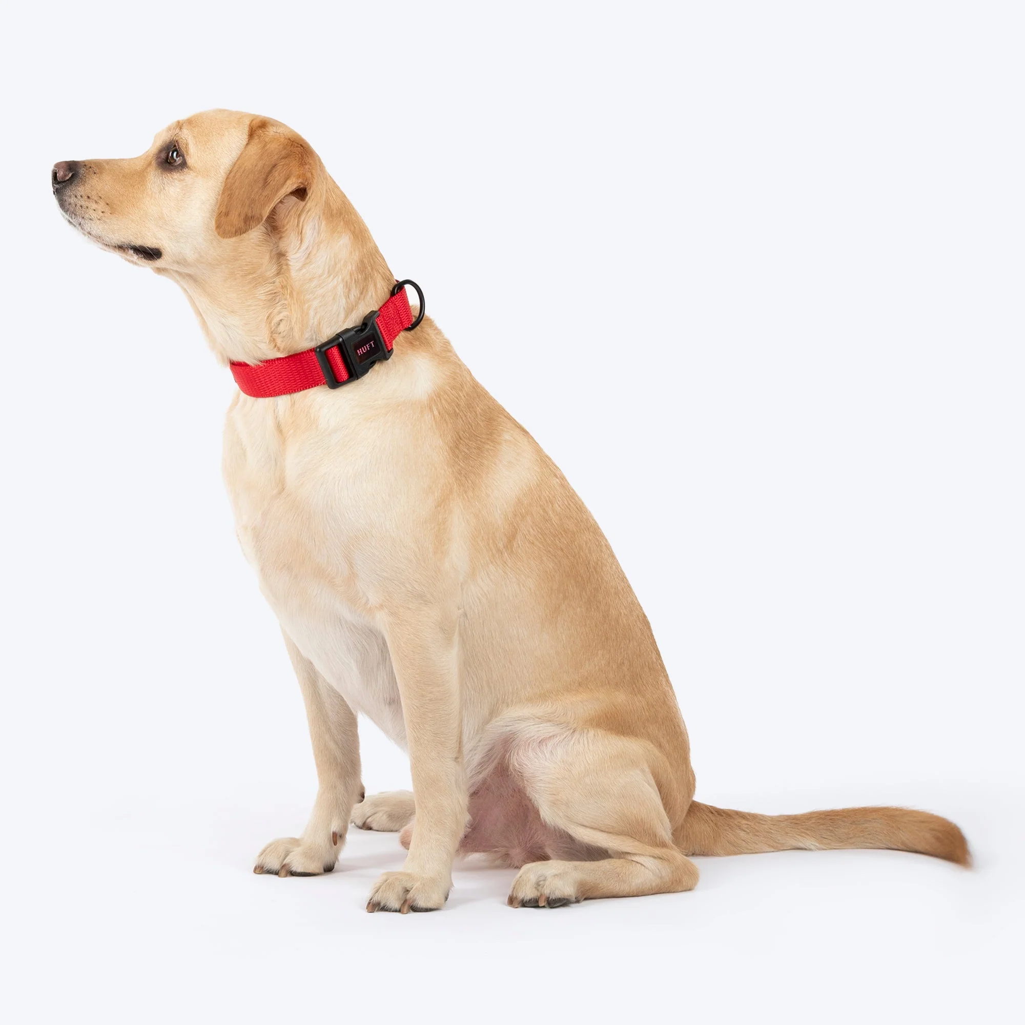 HUFT Classic D Ring Collar for Dogs (Cherry Red) - Image 6