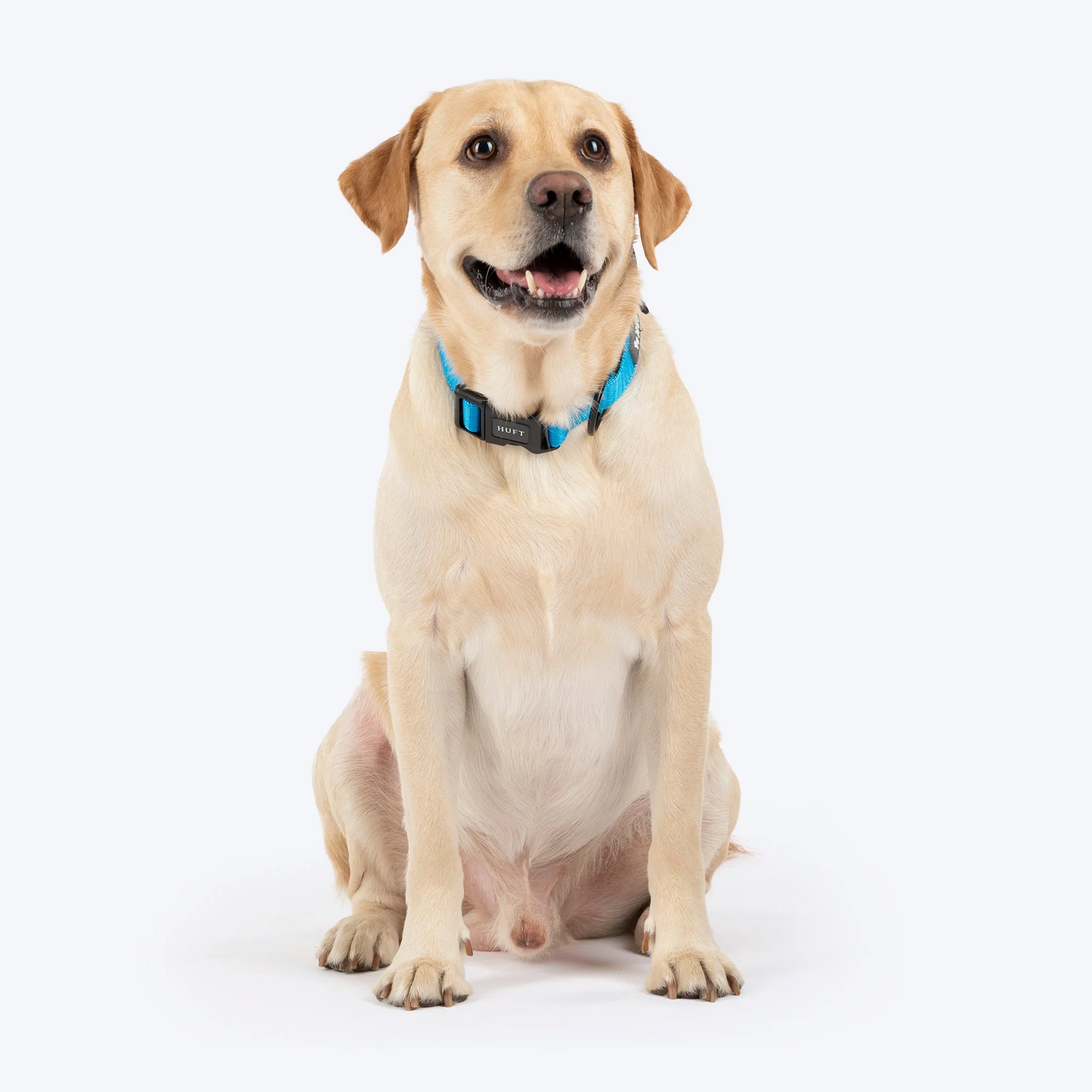 HUFT Classic D Ring Collar for Dogs (Ocean Blue) - Image 5
