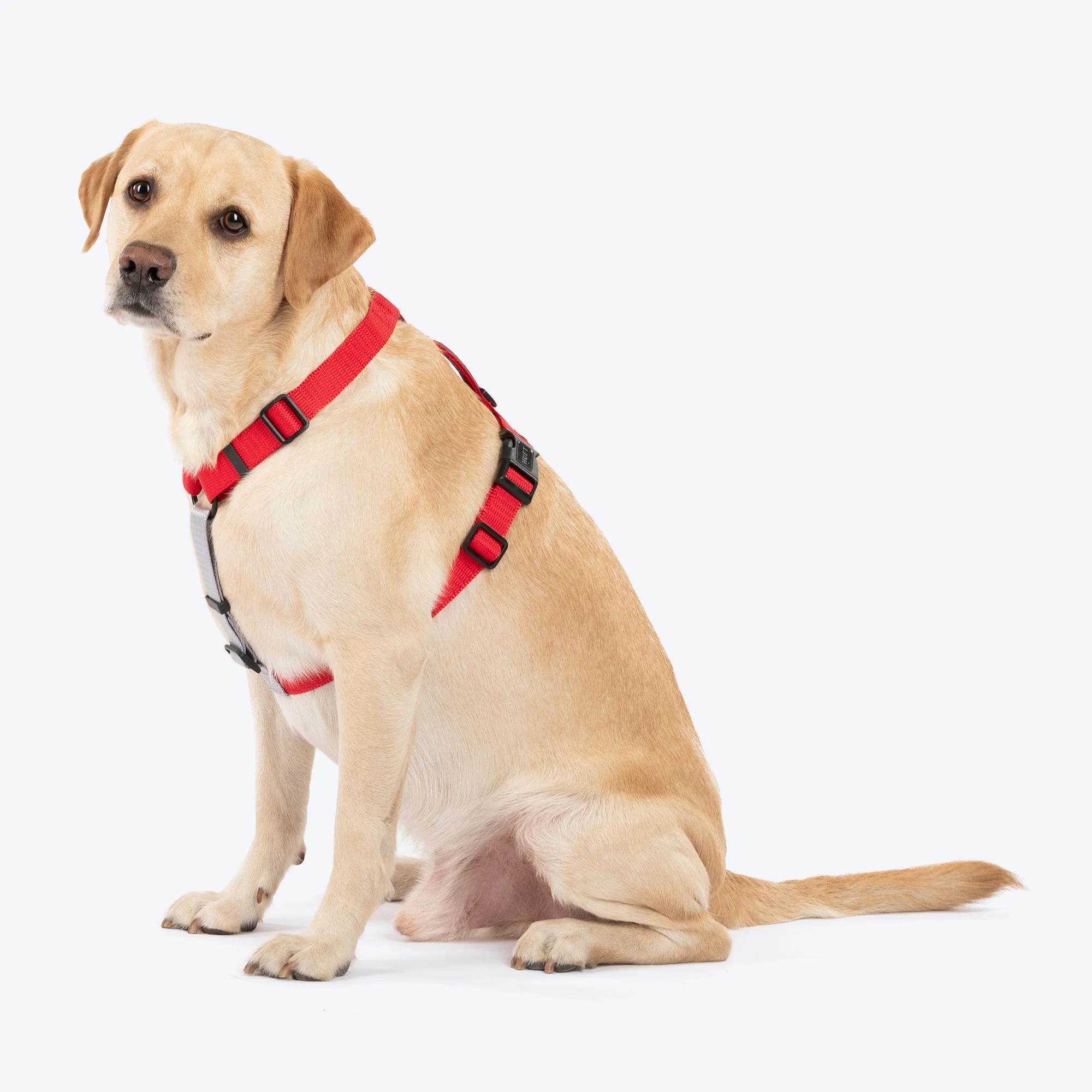 HUFT Classic H Harness for Dogs (Cherry Red) - Image 3