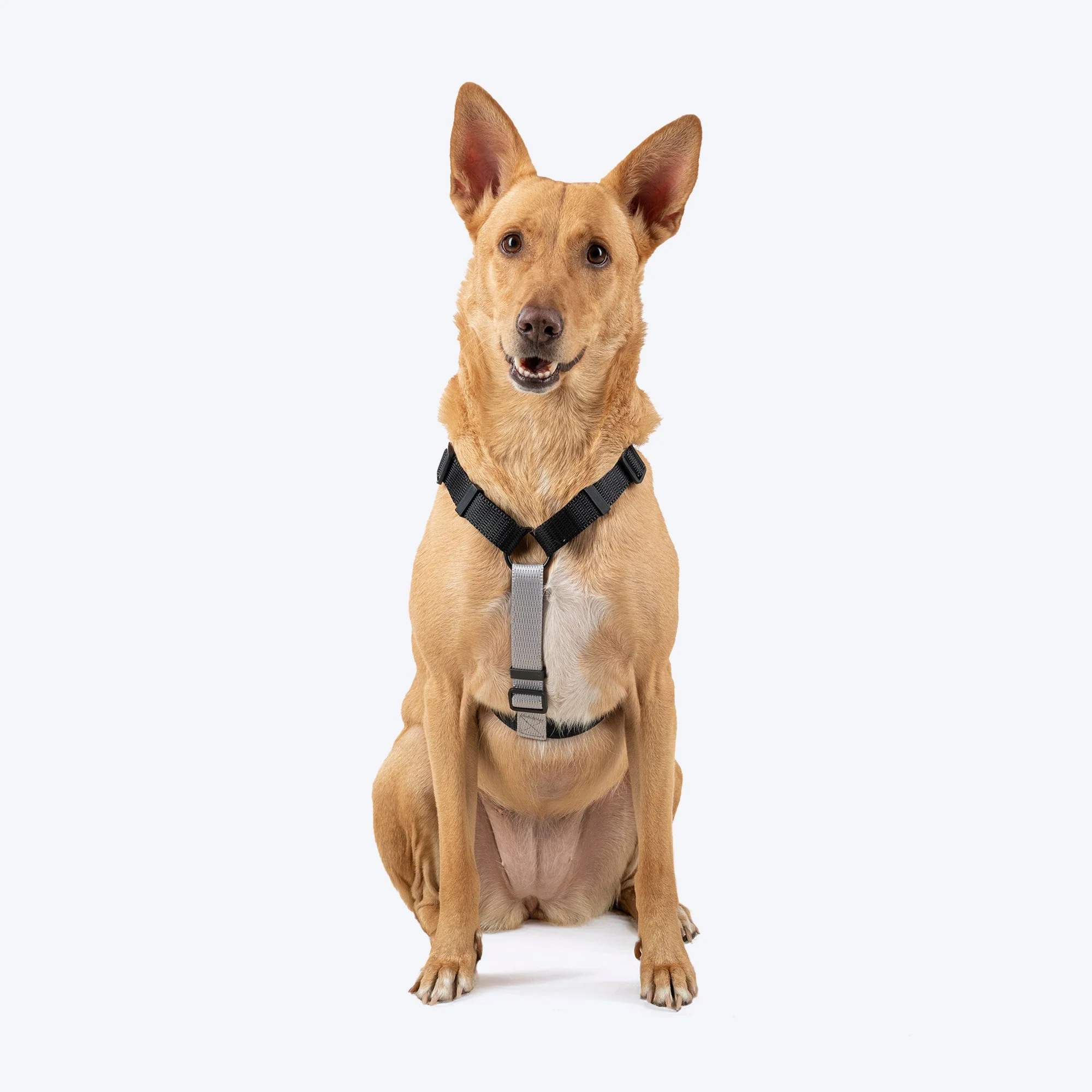 HUFT Classic H Harness for Dogs (Coral Black)