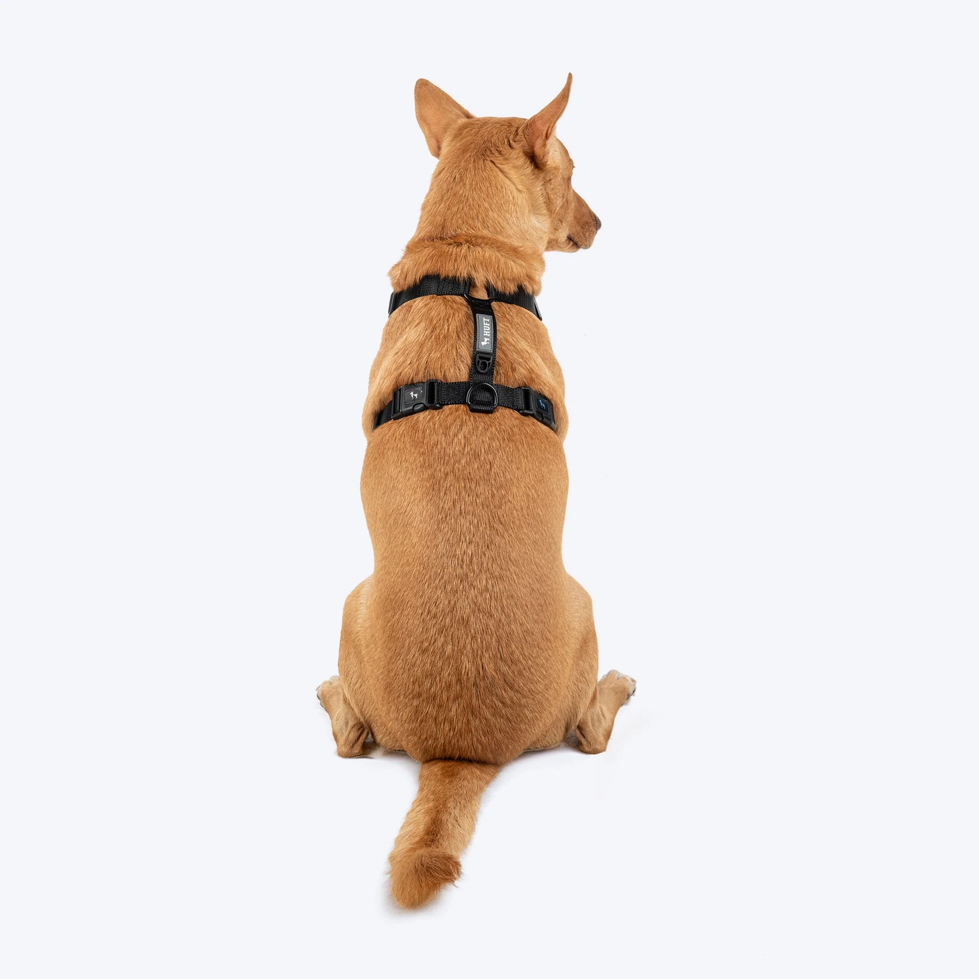 HUFT Classic H Harness for Dogs (Coral Black) - Image 2