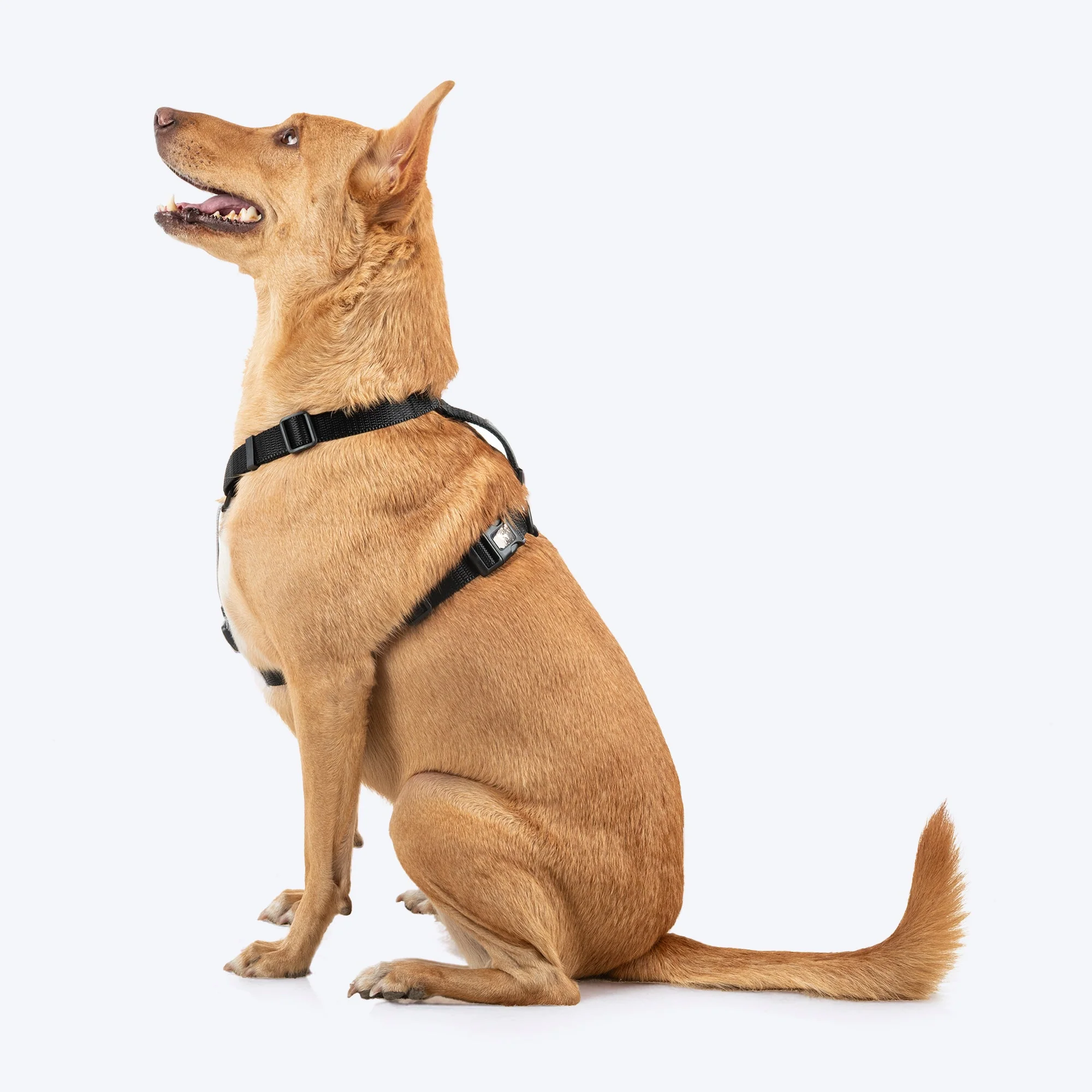 HUFT Classic H Harness for Dogs (Coral Black) - Image 3