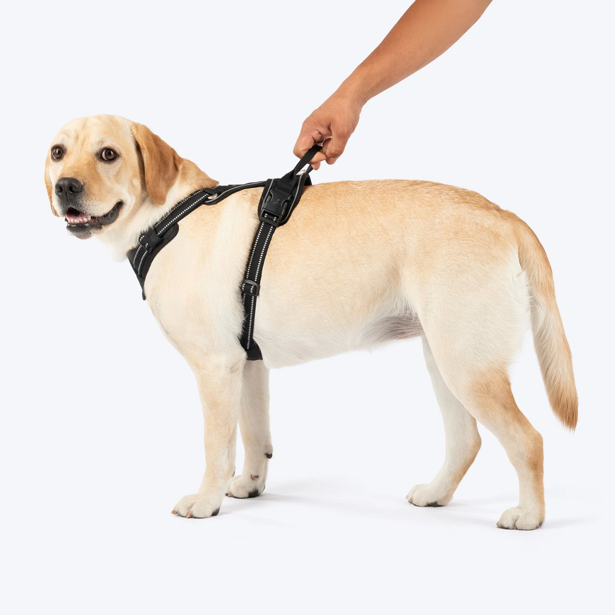 HUFT Xplorers Harness for Dogs (Black) - Image 9