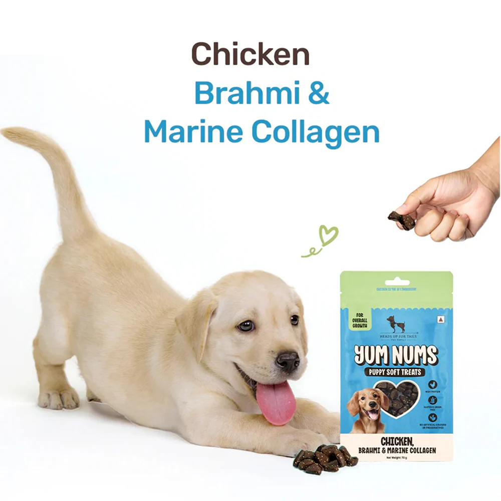 HUFT Yum Nums Chicken Brahmi and Marine Collagen Grain Free Soft Treats for Puppys - Image 5