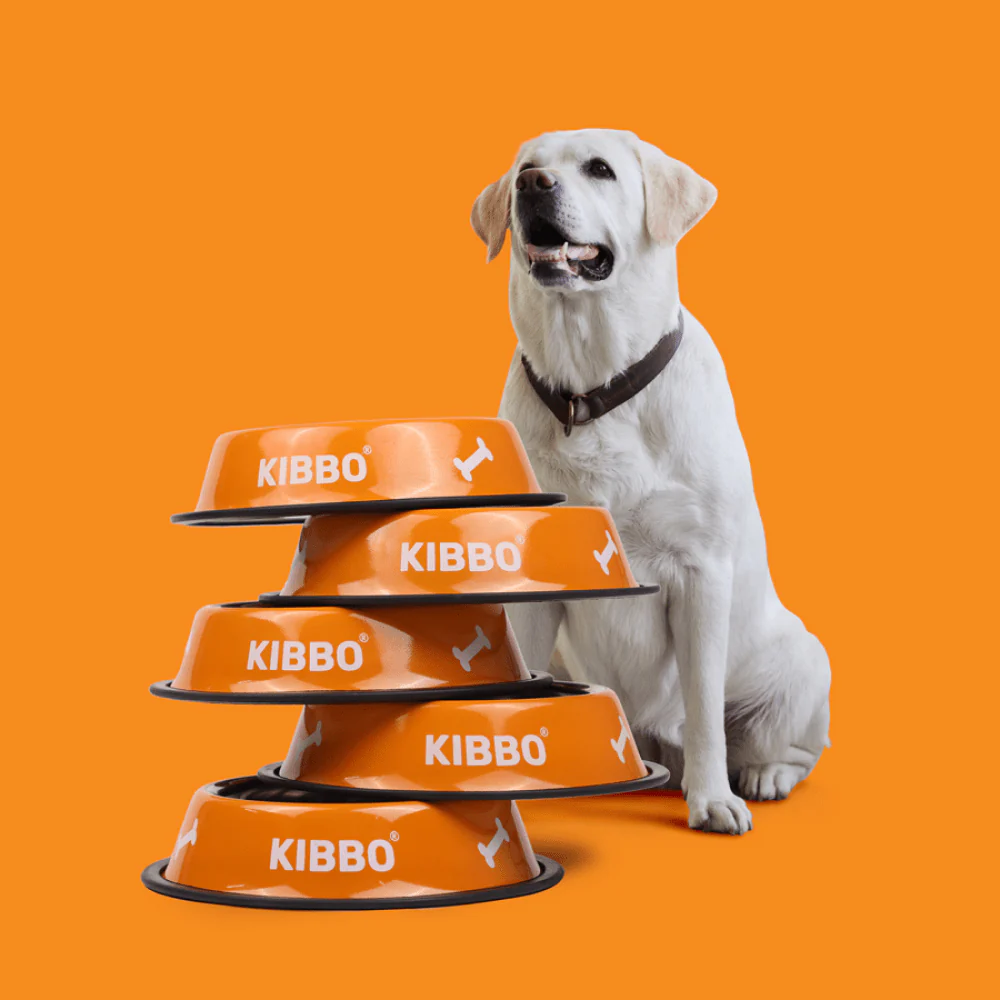 Kibbo Anti Skid Stainless Steel Plain Bowls for Dogs and Cats (Orange, Green, Blue) - Image 6