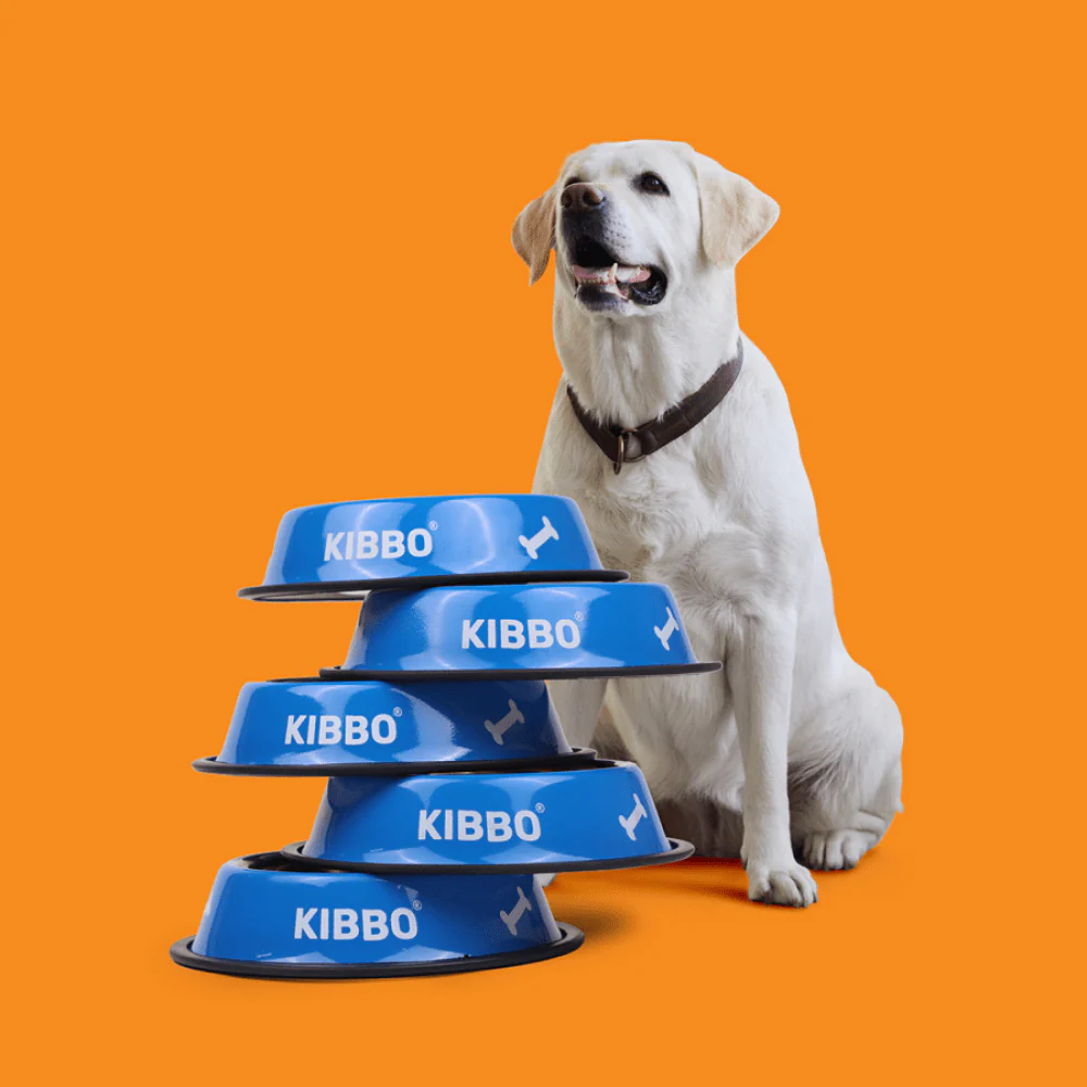 Kibbo Anti Skid Stainless Steel Printed Bowl for Dogs and Cats (Blue) - Image 5