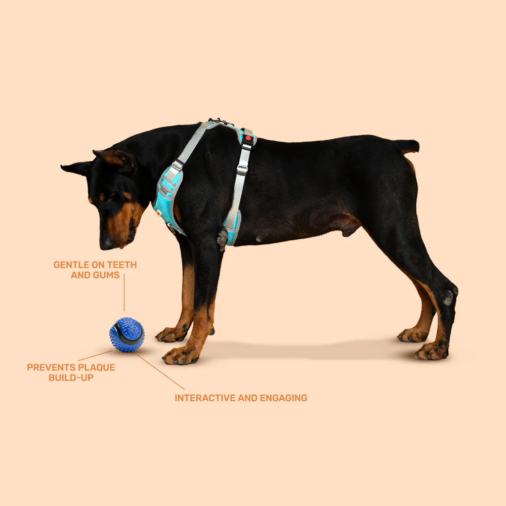 Kibbo Non Toxic Dotted Rubber Big Ball Chew Toy for Dogs and Cat (Blue) - Image 3
