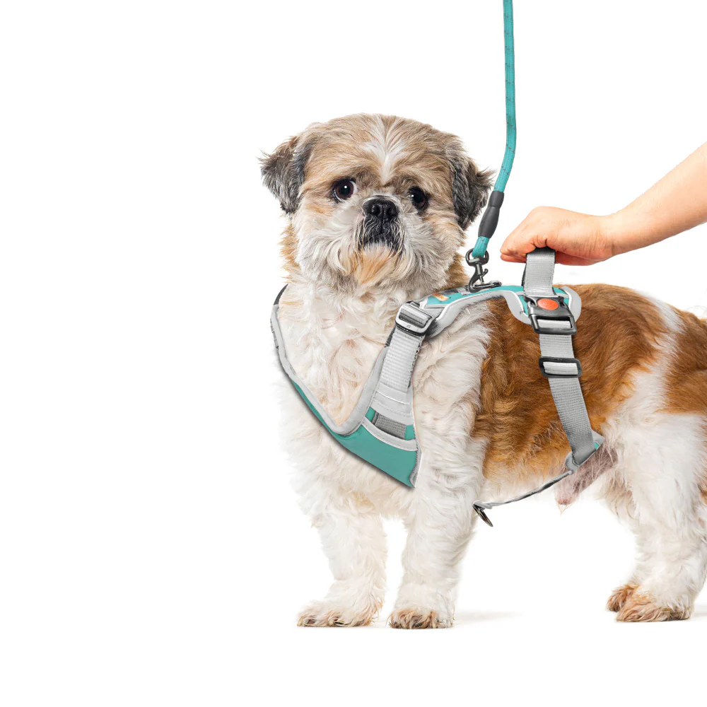 Kibbo Reflective Vest Harness with Dual Lock Buckle for Dogs (Sea Green) - Image 3