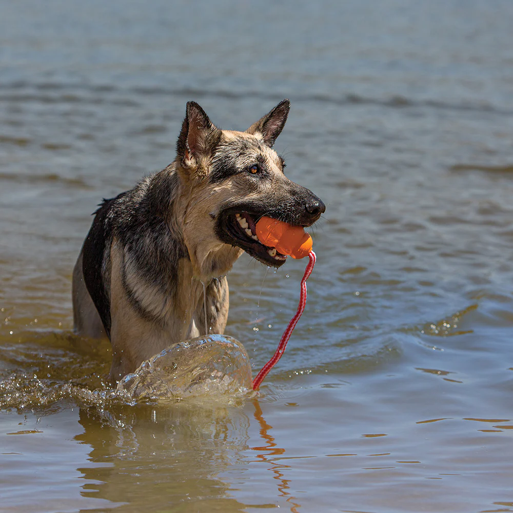 Kong Aqua Toy for Dogs (Orange) - Image 2