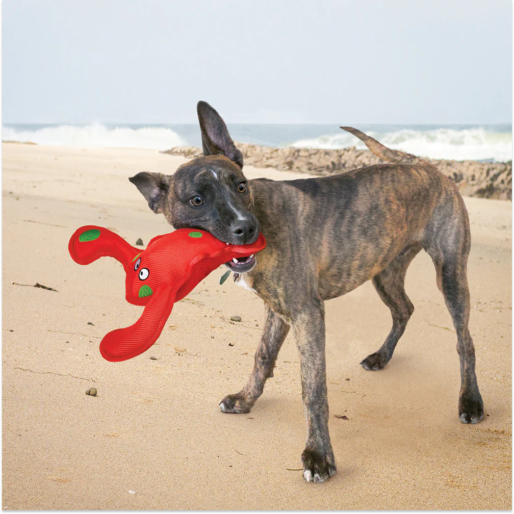 Kong Belly Flops Lobster Toy for Dogs - Image 4