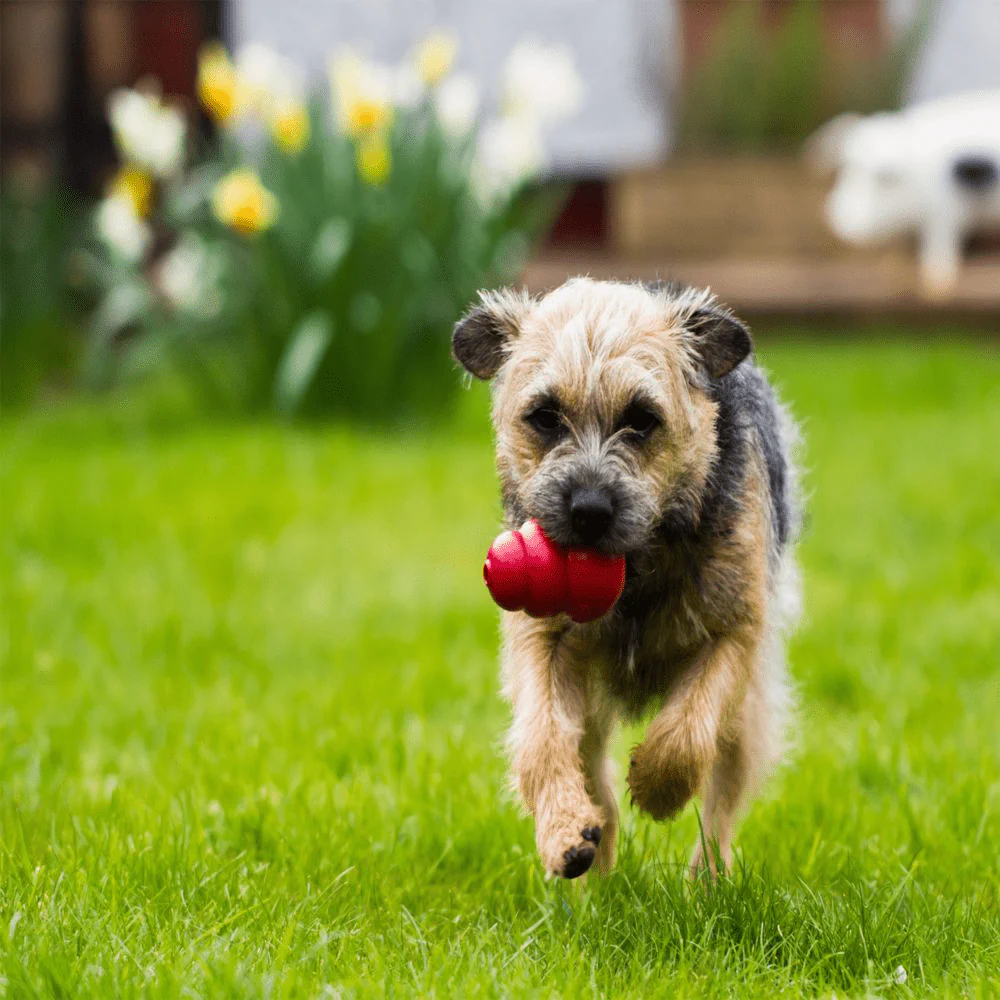 Kong Classic Toy for Dogs (Red) | For Average Chewers - Image 9